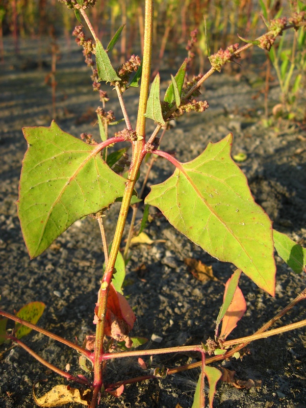 Image of Atriplex prostrata specimen.