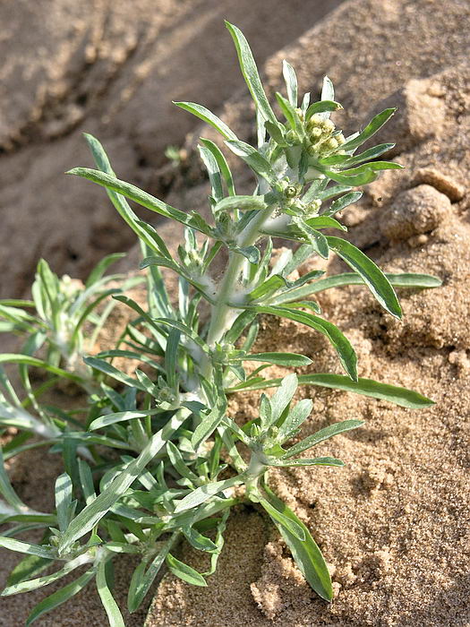 Image of Gnaphalium uliginosum specimen.