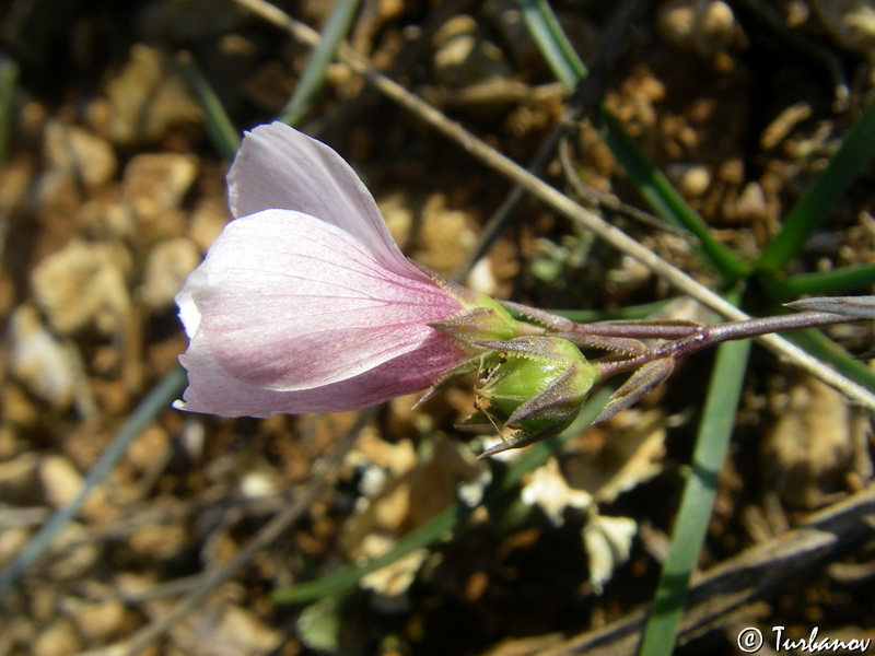 Image of Linum tenuifolium specimen.