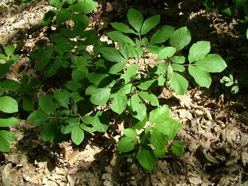 Image of Paeonia caucasica specimen.