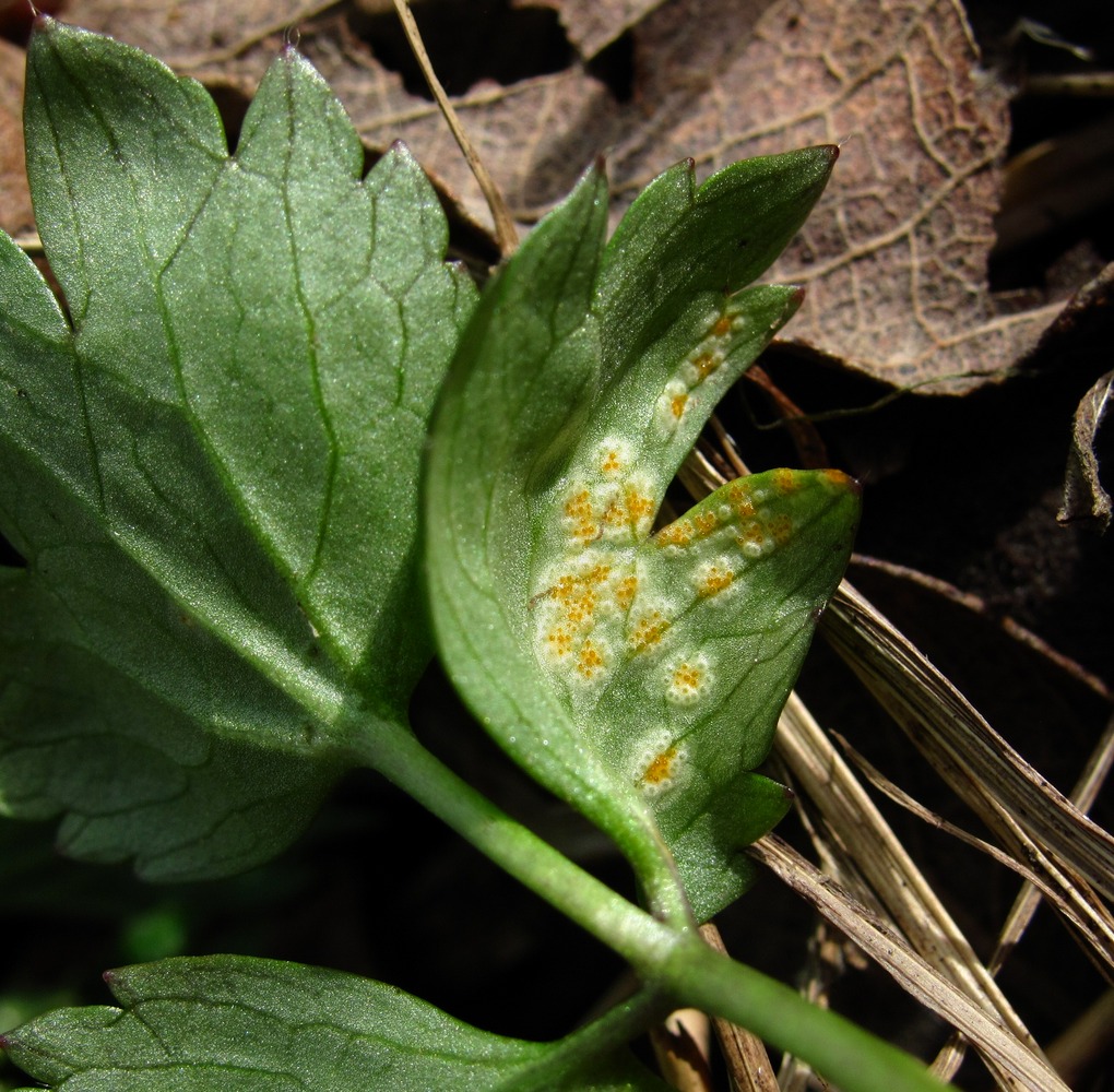 Image of Ranunculus repens specimen.