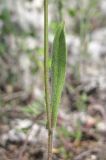 Crepis pulchra. Средняя часть стебля с листом. Горный Крым, Главная гряда, Чернореченский каньон. 5 мая 2015 г.