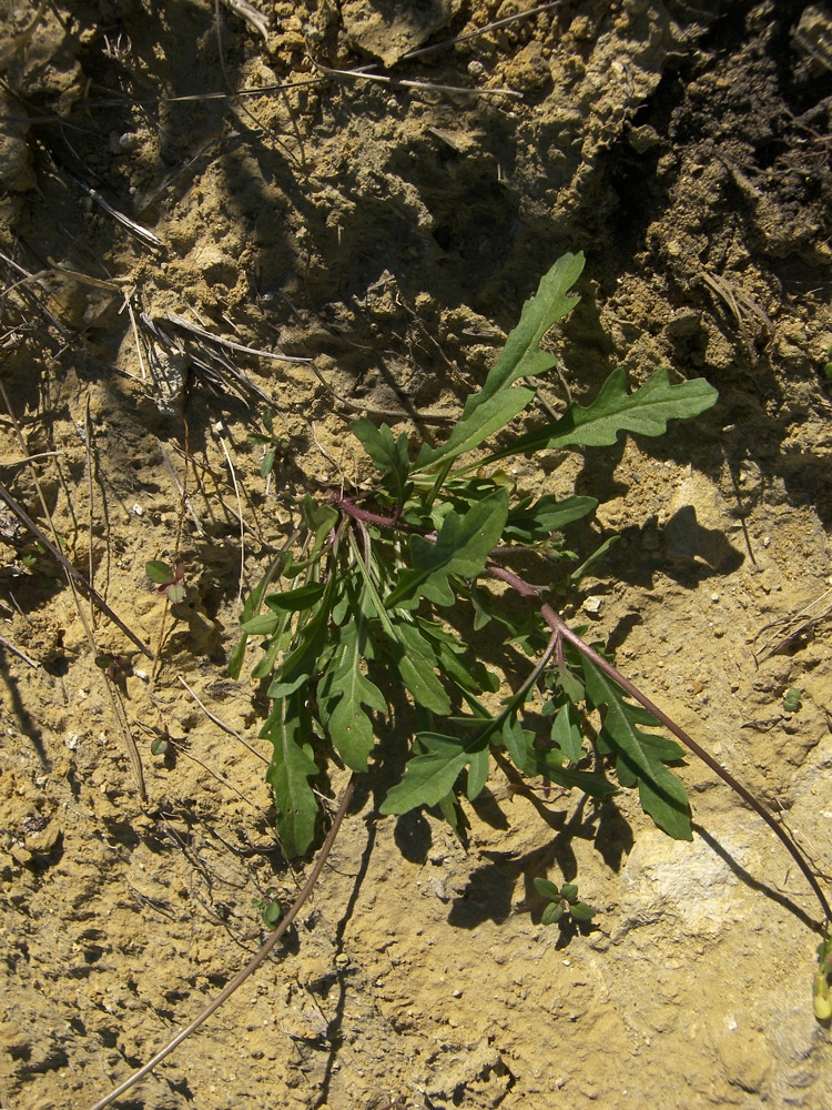 Image of Sisymbrium irio specimen.