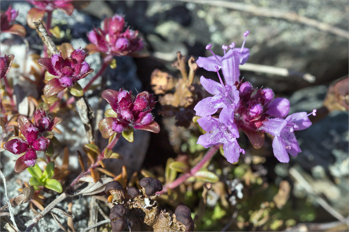 Изображение особи Thymus subarcticus.