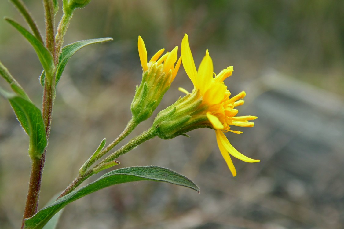 Image of Solidago virgaurea specimen.