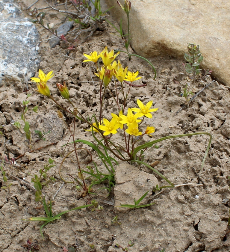 Image of genus Gagea specimen.