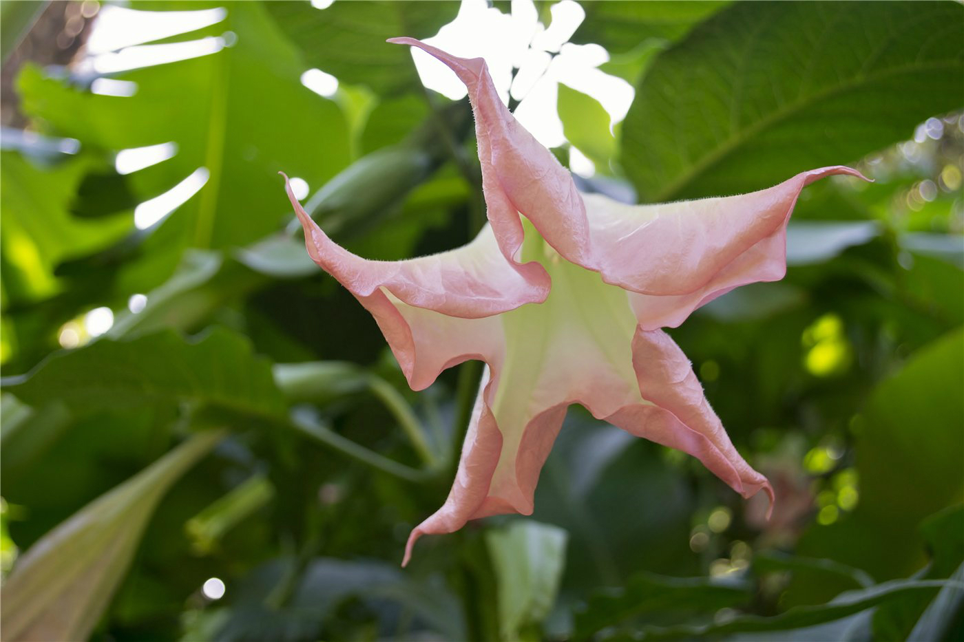 Image of Brugmansia suaveolens specimen.