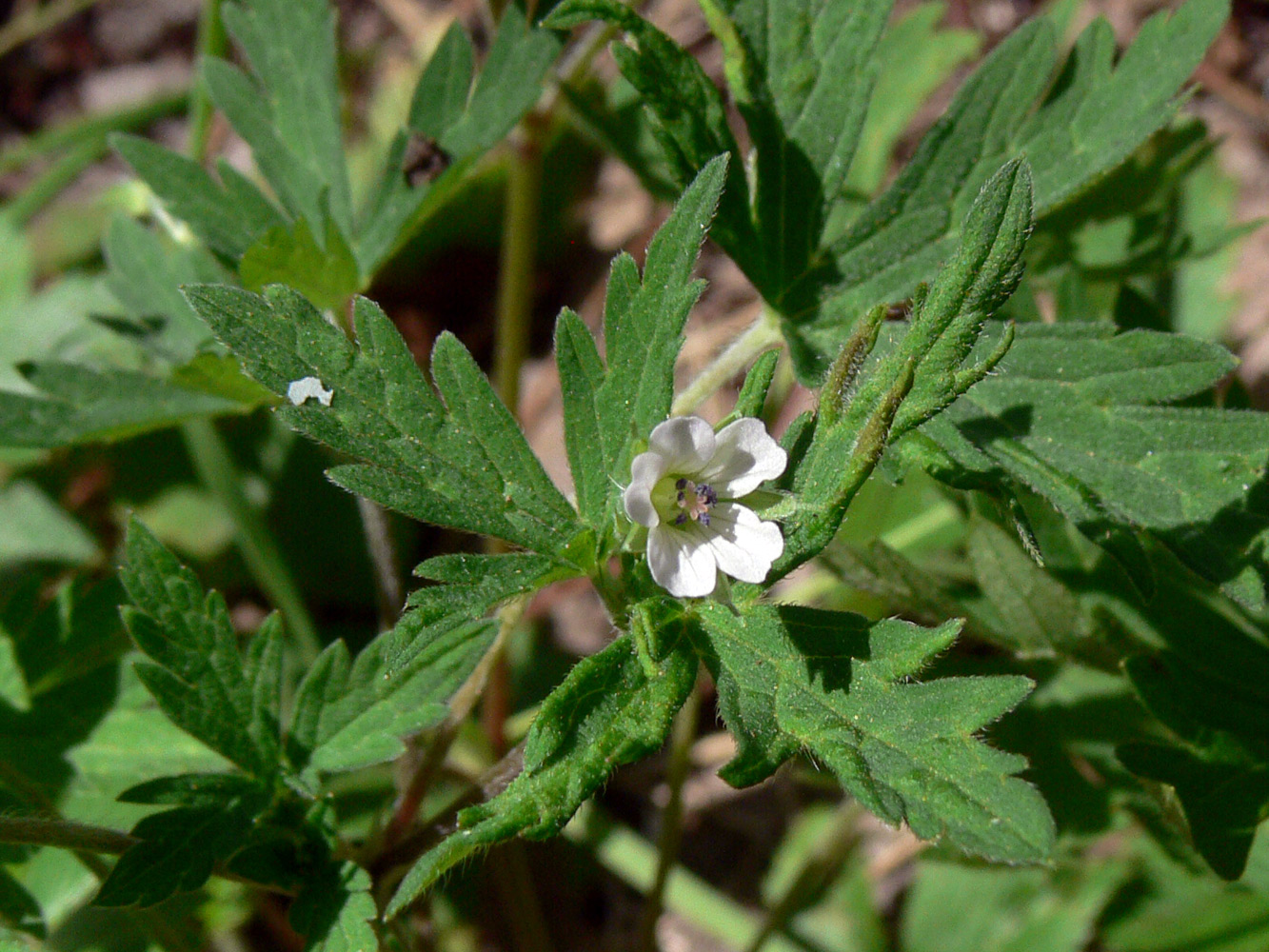 Image of Geranium sibiricum specimen.