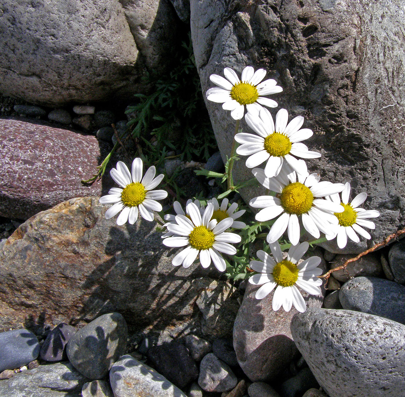 Image of Chrysanthemum mongolicum specimen.