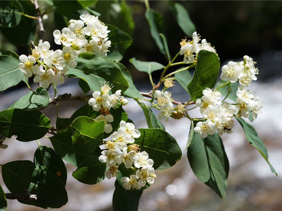 Image of familia Rosaceae specimen.