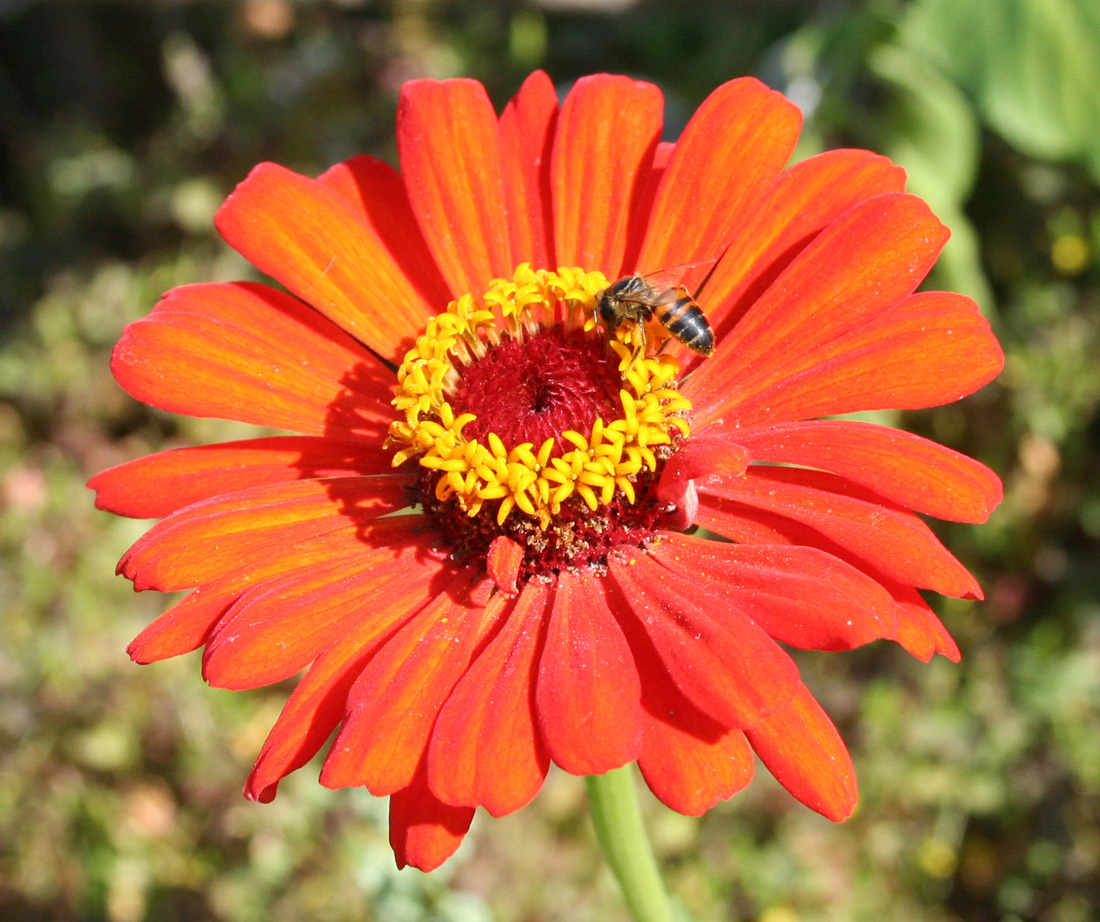 Image of Zinnia elegans specimen.