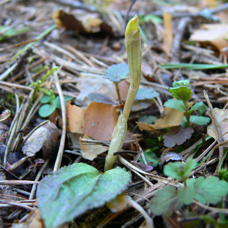 Image of Calypso bulbosa specimen.