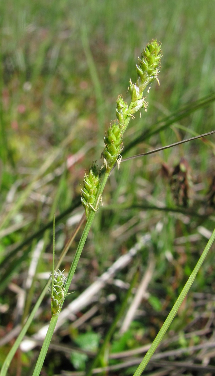 Изображение особи Carex canescens.