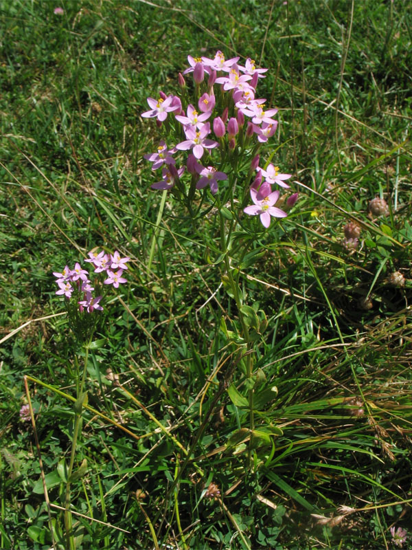 Image of Centaurium erythraea specimen.