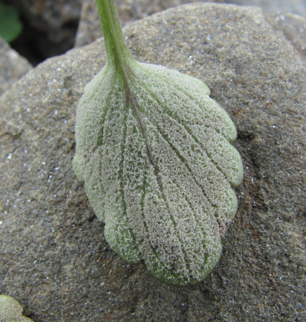 Image of Viola arvensis specimen.