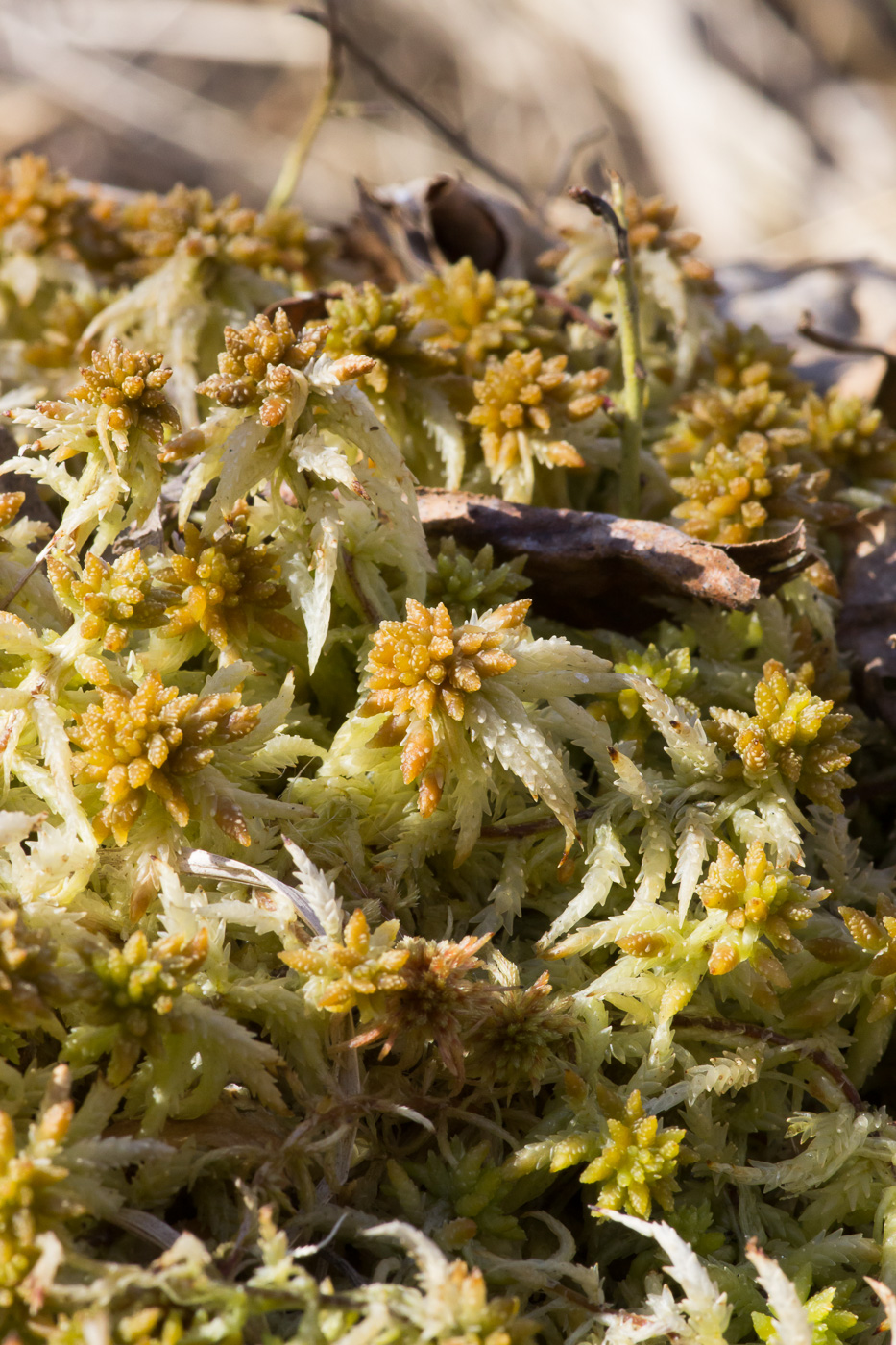 Image of Sphagnum centrale specimen.