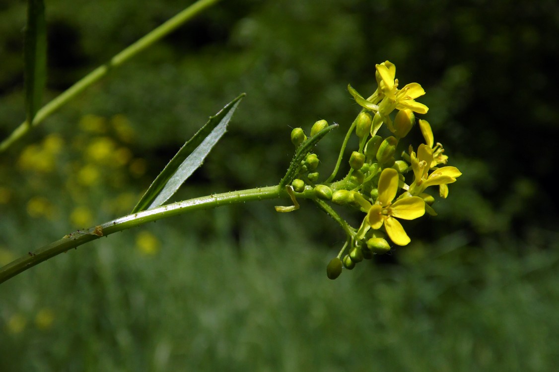 Image of Bunias orientalis specimen.