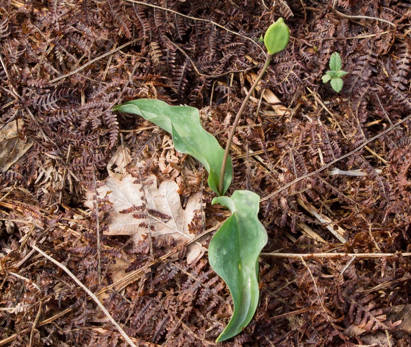 Image of Erythronium caucasicum specimen.