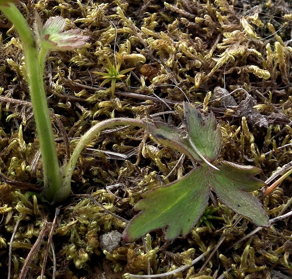 Image of Ranunculus propinquus specimen.