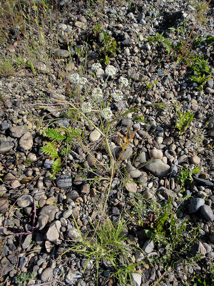 Image of Cicuta virosa specimen.