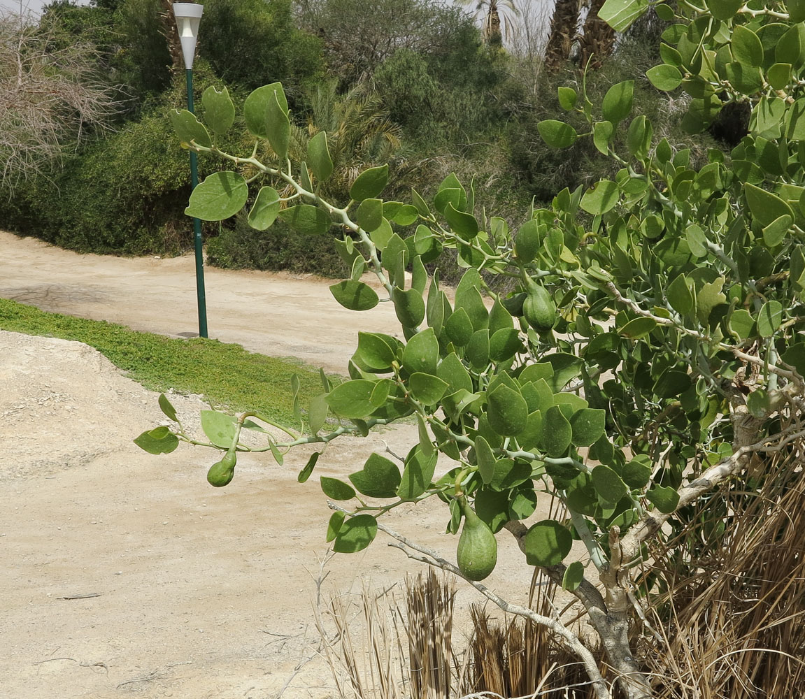 Image of Capparis cartilaginea specimen.