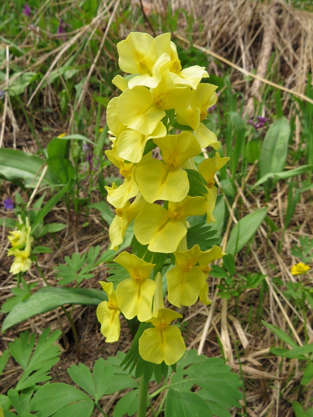 Image of Corydalis bracteata specimen.