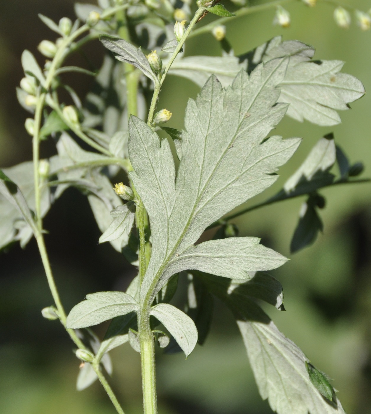 Image of genus Artemisia specimen.