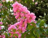 Lagerstroemia indica. Верхушки веточек с соцветиями. Испания, Андалусия, провинция Малага, г. Ронда, озеленение. Август.