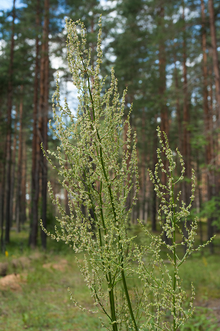 Image of Rumex thyrsiflorus specimen.