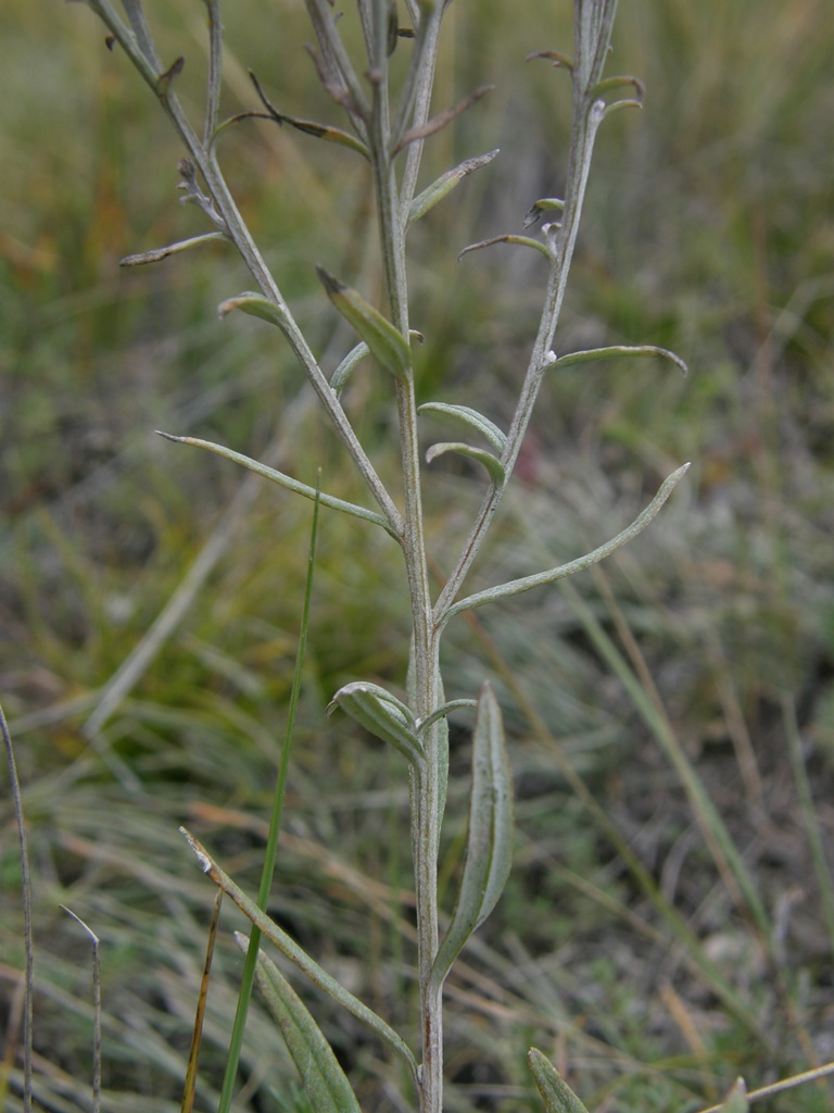 Image of Saussurea salicifolia specimen.