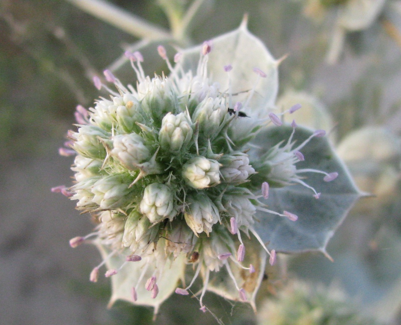 Изображение особи Eryngium maritimum.