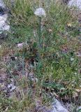 Allium pseudostrictum