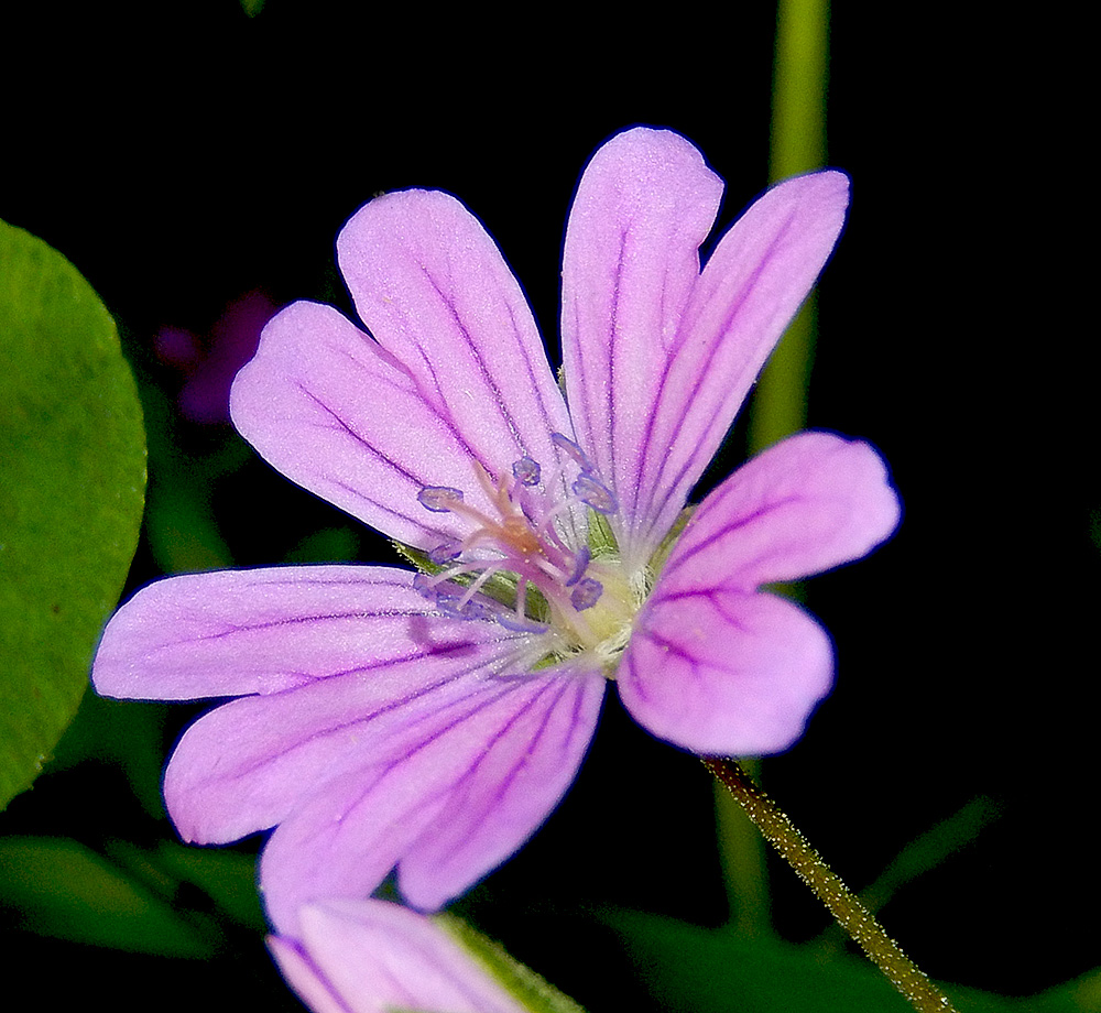 Image of Geranium depilatum specimen.