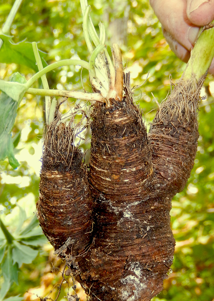 Image of Eryngium giganteum specimen.