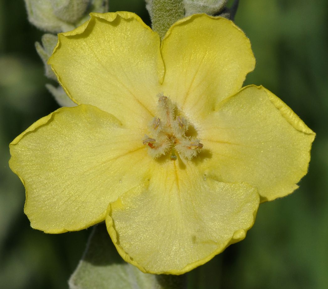 Image of Verbascum undulatum specimen.