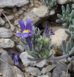 Linaria alpina