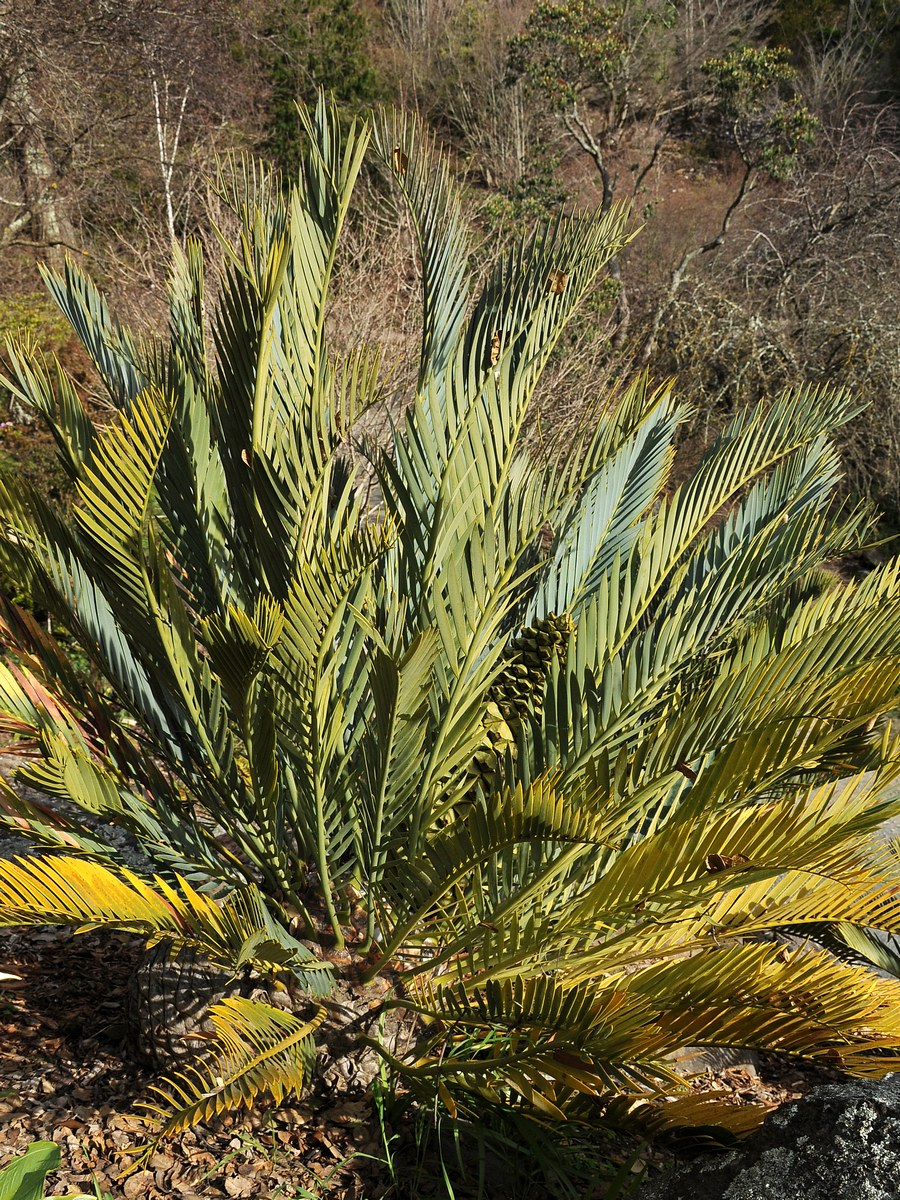 Image of Encephalartos trispinosus specimen.