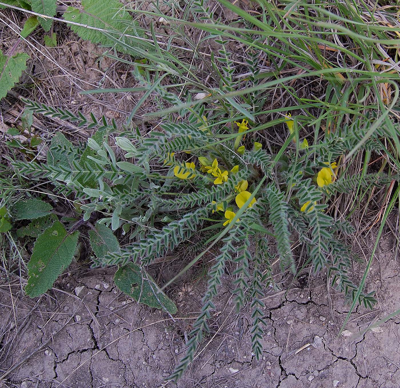 Image of Astragalus henningii specimen.