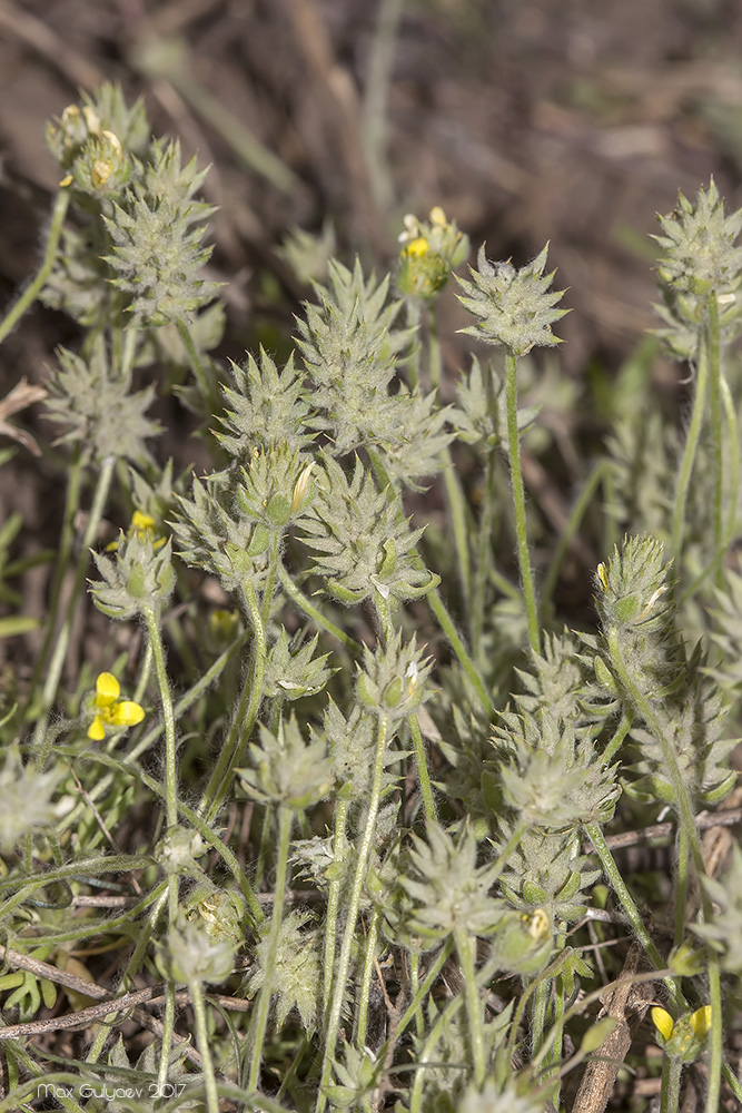 Изображение особи Ceratocephala orthoceras.