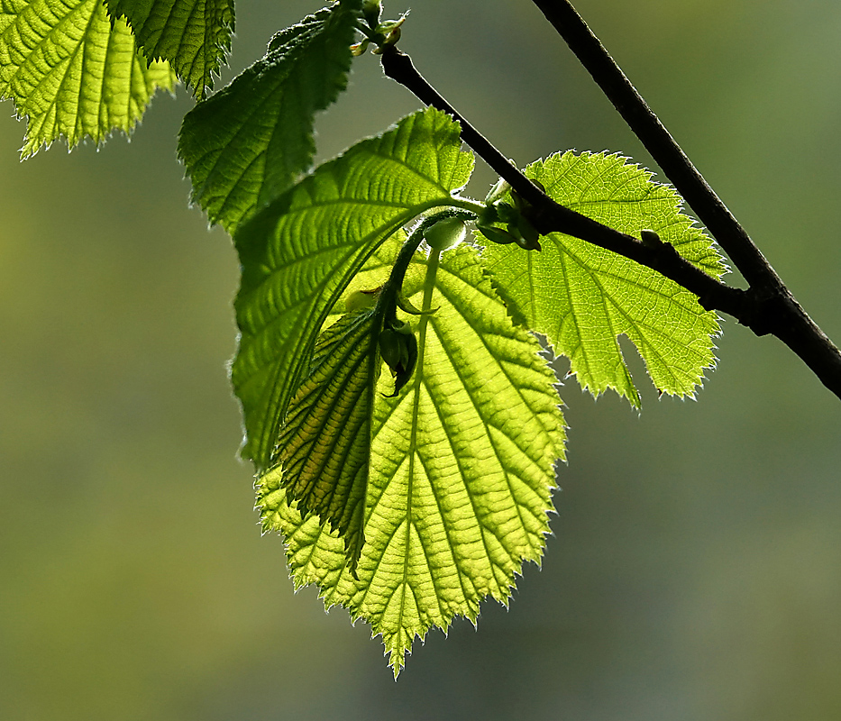 Image of Corylus avellana specimen.