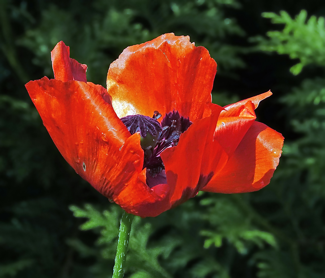 Image of Papaver setiferum specimen.