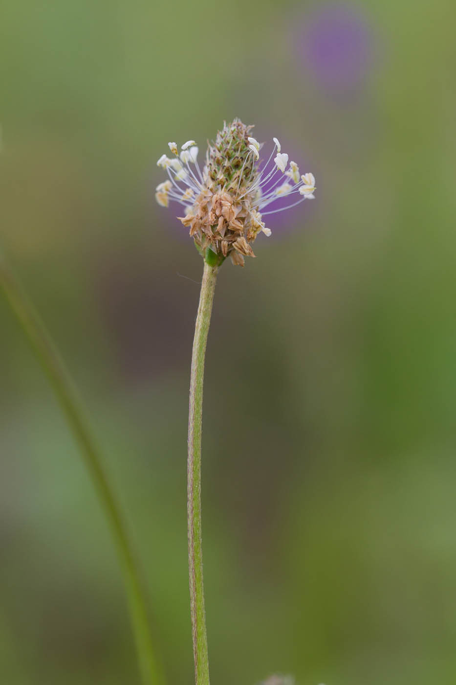 Изображение особи Plantago lanceolata.