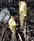 Hypopitys monotropa