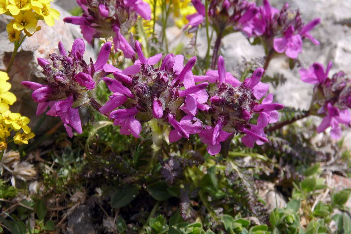 Image of Pedicularis caucasica specimen.