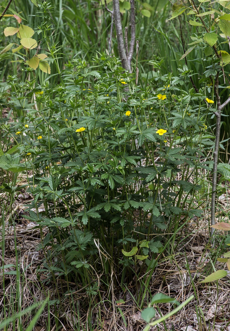 Image of Potentilla erecta specimen.