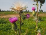 Cirsium vulgare