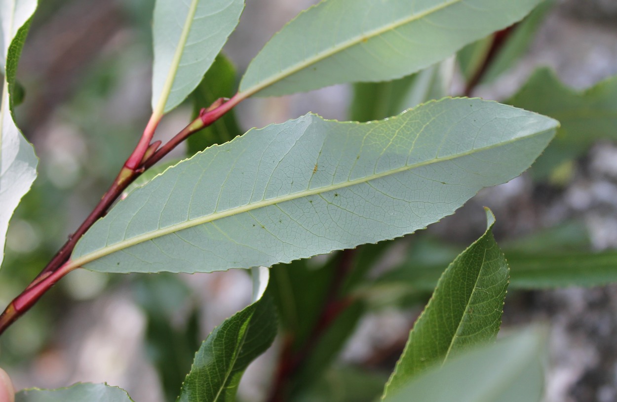 Image of Salix kazbekensis specimen.