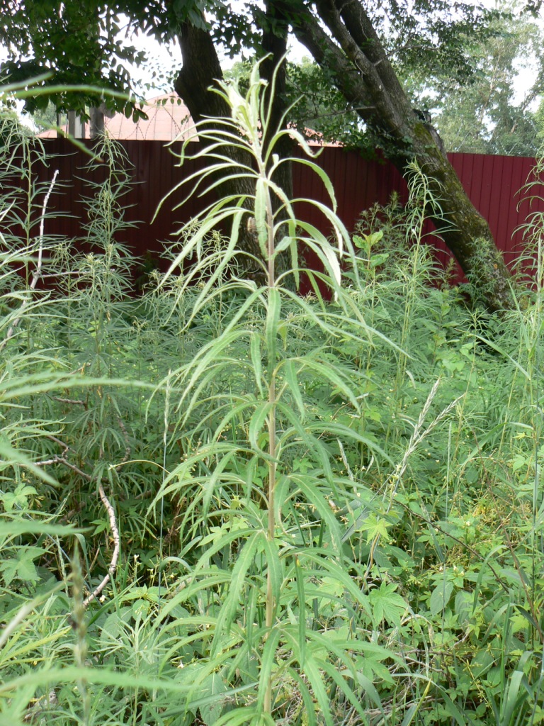 Изображение особи Artemisia selengensis.