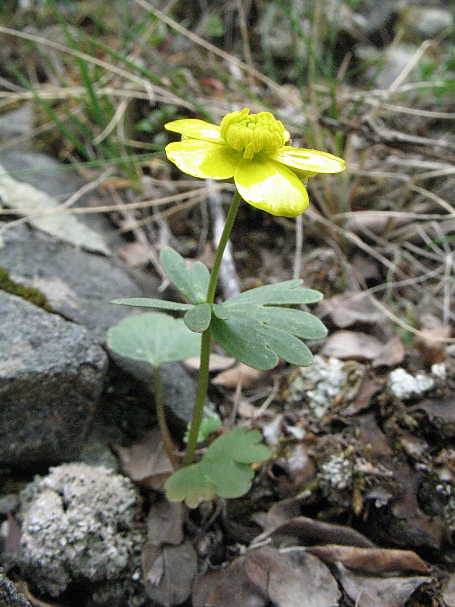 Изображение особи Ranunculus polyrhizos.