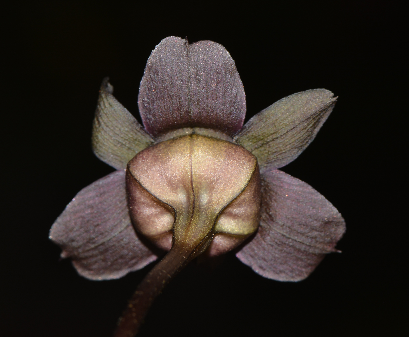 Image of Tacca chantrieri specimen.